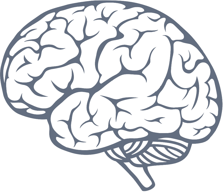 Brain